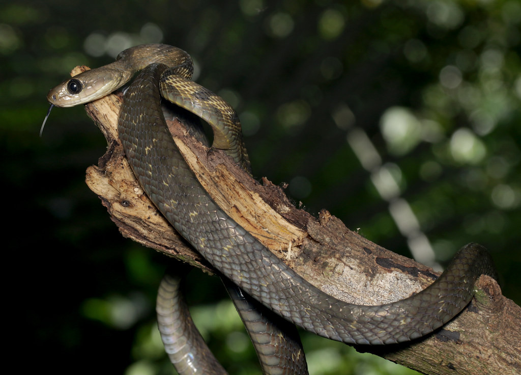 Rắn rào Quảng Tây (Boiga guangxiensis). Ảnh: Cowyeow / Flickr.