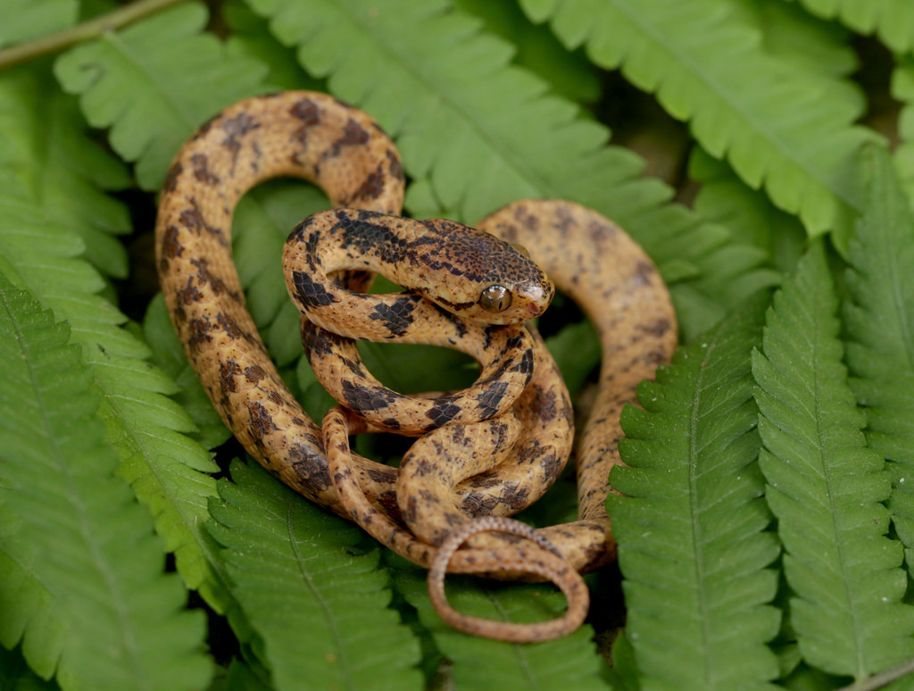 Rắn hổ mây Hampton (Pareas hamptoni). Ảnh: Cowyeow / Flickr.