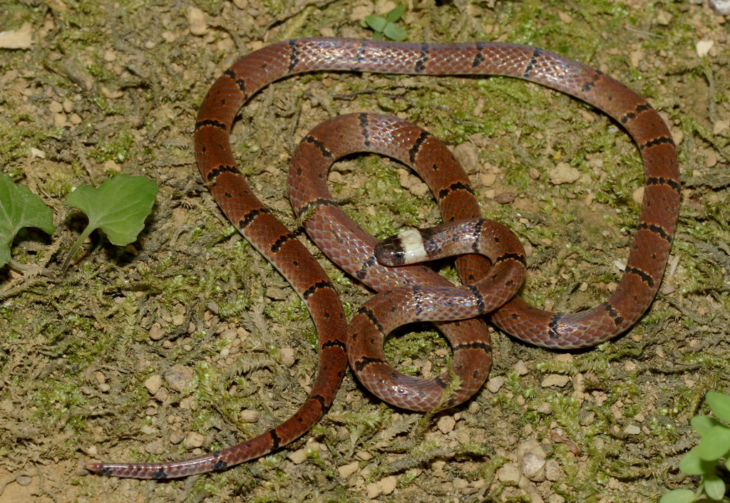 Rắn lá khô thường (Sinomicrurus macclellandi). Ảnh: Cowyeow / Flickr.