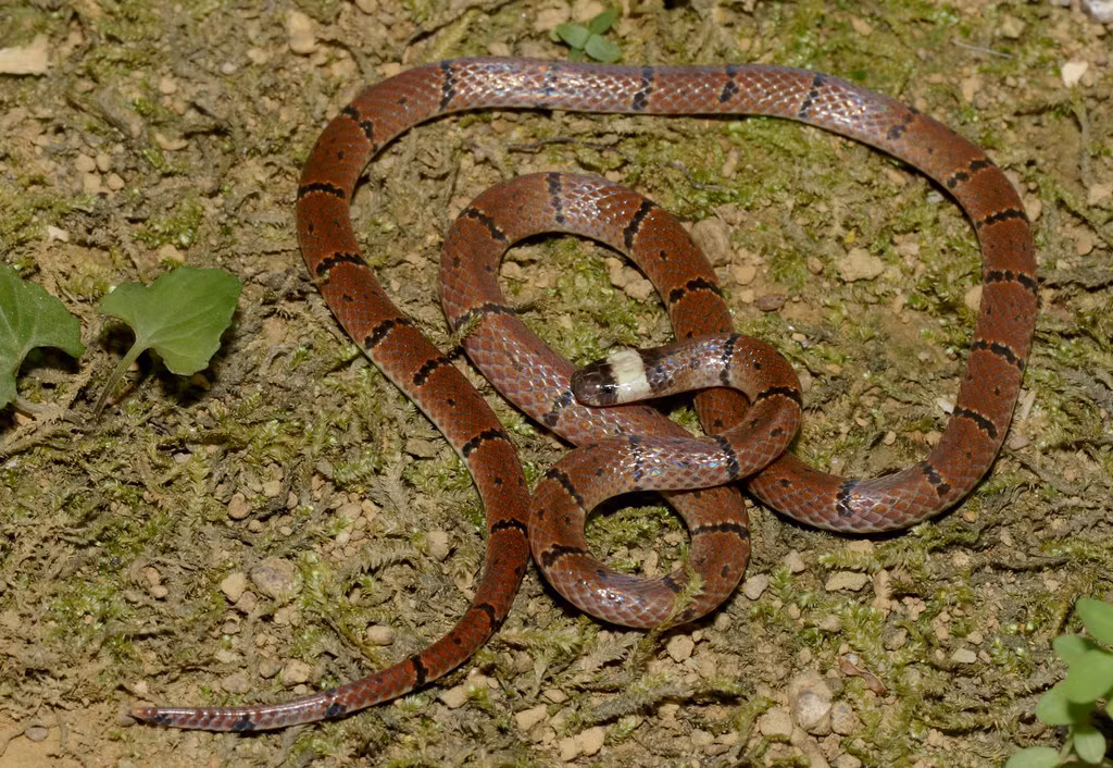 Rắn lá khô thường (Sinomicrurus macclellandi). Ảnh: Cowyeow / Flickr.