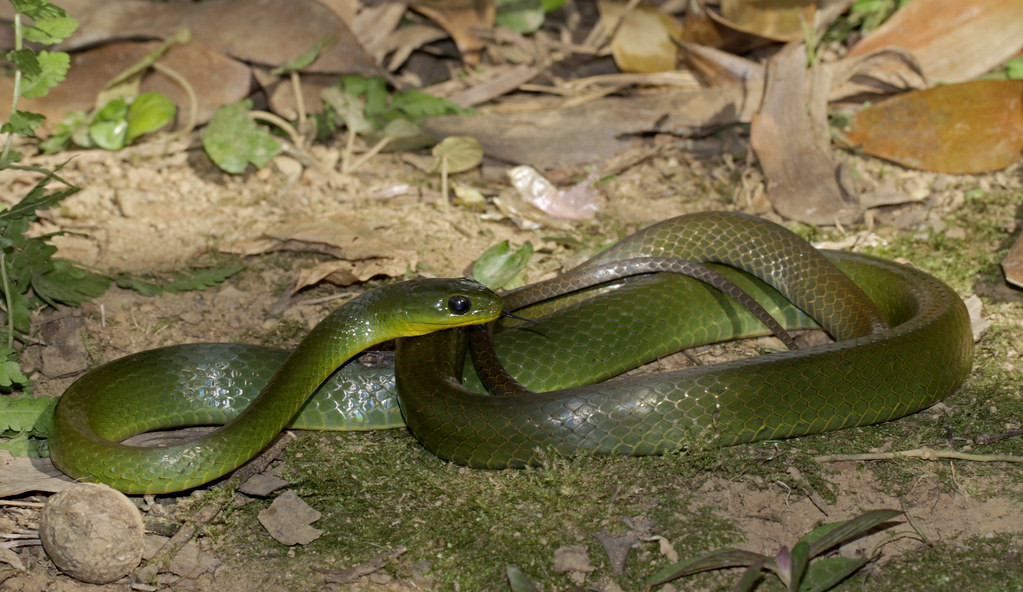 Rắn xanh nhiều dải (Ptyas multicinctus). Ảnh: Cowyeow / Flickr.