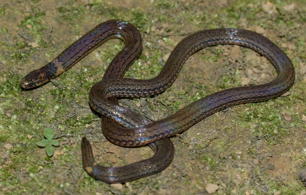 Rắn mai gầm Bắc (Calamaria septentrionalis) ở Vườn quốc gia Cúc Phương. Ảnh: Cowyeow / Flickr.