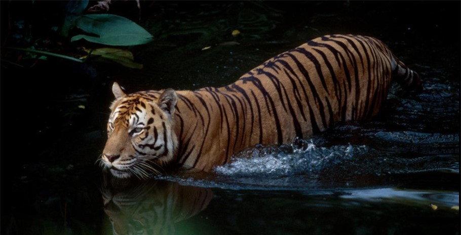 Kể từ những năm 1980, dân số ở Đông Nam Á đã tăng gần gấp đôi từ 357 triệu lên khoảng 668 triệu vào năm 2020. Điều này đã tác động đến số lượng hổ, vốn đang bị thu hẹp cùng với môi trường sống của chúng.