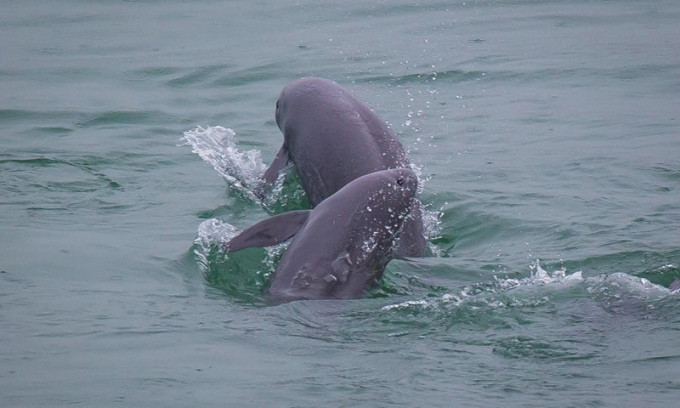  6. CÁ HEO KHÔNG VÂY DƯƠNG TỬ: Cá heo không vây Dương Tử là loài kỳ lạ trong họ cá heo vì nó là loài cá heo nước ngọt duy nhất còn sống được tìm thấy trên thế giới. Loài động vật có vú sống dưới nước này hiện đang sinh sống ở sông Dương Tử ở Trung Quốc và được liệt kê là loài cực kỳ nguy cấp. 