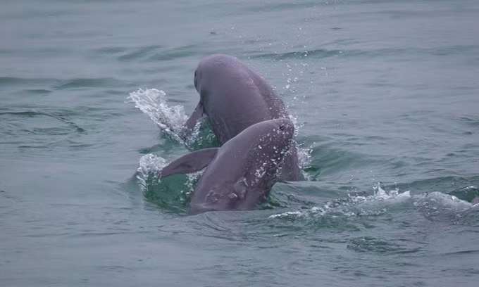  6. CÁ HEO KHÔNG VÂY DƯƠNG TỬ: Cá heo không vây Dương Tử là loài kỳ lạ trong họ cá heo vì nó là loài cá heo nước ngọt duy nhất còn sống được tìm thấy trên thế giới. Loài động vật có vú sống dưới nước này hiện đang sinh sống ở sông Dương Tử ở Trung Quốc và được liệt kê là loài cực kỳ nguy cấp. 