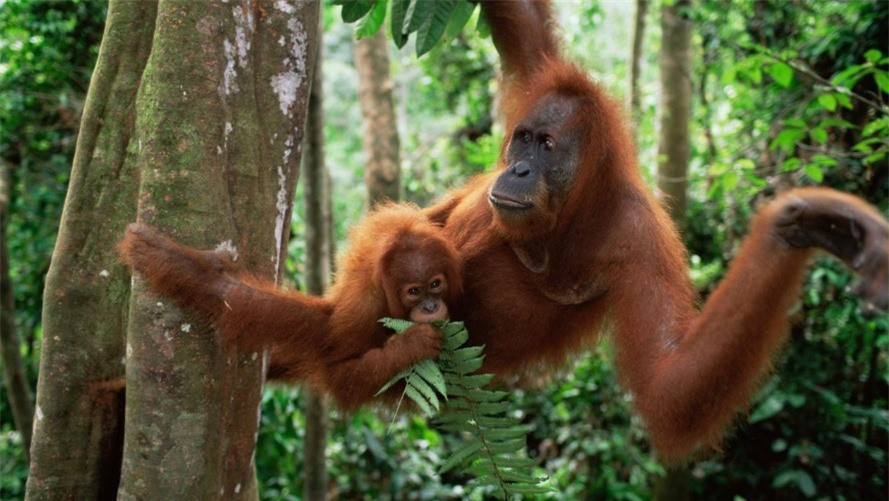 Từ khai thác gỗ, trồng trọt nông nghiệp và mở rộng phát triển cơ sở hạ tầng cho đến buôn bán trái phép vật nuôi. Đười ươi cần những vùng rừng nối liền rộng lớn để sinh sống nhưng từ năm 1985 đến năm 2007, loài vượn lớn này đã mất 60% môi trường sống trong rừng.