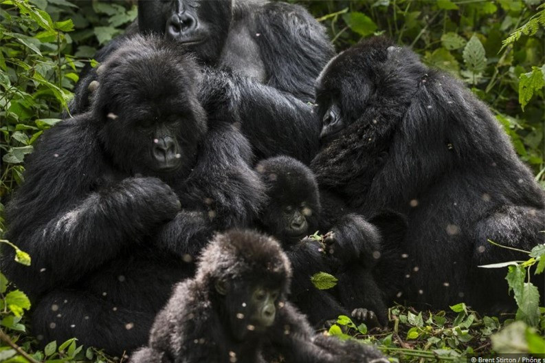 Vườn quốc gia Virunga ở Congo có lịch sử bất ổn chính trị cùng với tỷ lệ nghèo đói cao. Điều này gây ra mối đe dọa đáng kể đối với số lượng khỉ đột núi khi con người di chuyển đến các khu vực gần loài vượn lớn này để tìm thức ăn, nơi trú ẩn và không gian sống.