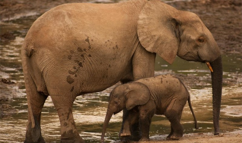 Nhưng chúng ta biết rằng chúng là loài cực kỳ nguy cấp và đã giảm khoảng 86% trong 31 năm qua. Nguyên nhân chính đằng sau sự suy giảm này là do nạn săn trộm diễn ra thường xuyên, lan rộng và chuyên sâu, đặc biệt là ở Trung Phi.