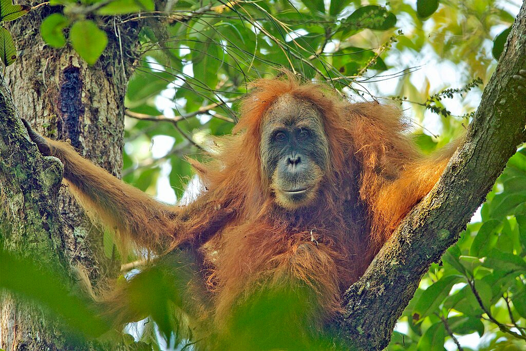  Ngày nay, những loài linh trưởng sống trên cây này đang bị đe dọa nghiêm trọng với ít hơn 800 cá thể trong tự nhiên, khiến chúng trở thành loài vượn lớn có nguy cơ tuyệt chủng cao nhất trên thế giới. 