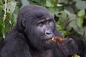 Hiện nay có hơn 500.000 người sống gần môi trường sống của khỉ đột núi. Mặc dù vậy, khỉ đột núi đang có sự phục hồi đầy hứa hẹn nhờ những nỗ lực bảo tồn và can thiệp từ các đối tác địa phương và quốc tế cũng như WWF thông qua Chương trình Bảo tồn Khỉ đột Quốc tế.