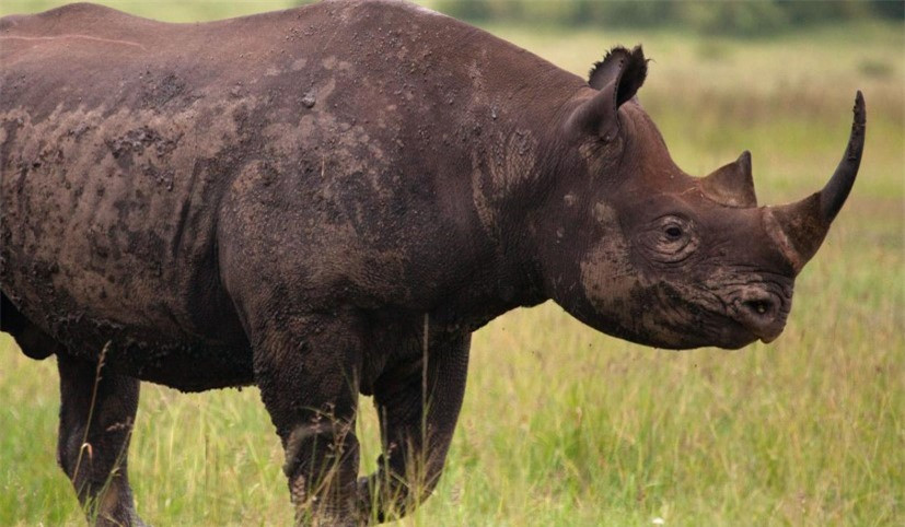 Ba phân loài tê giác đen hiện còn tồn tại, trong đó tê giác đen phương Tây được tuyên bố tuyệt chủng vào năm 2011. Ngày nay, 95% tê giác đen được tìm thấy chỉ ở bốn quốc gia: Kenya, Namibia, Nam Phi và Zimbabwe.