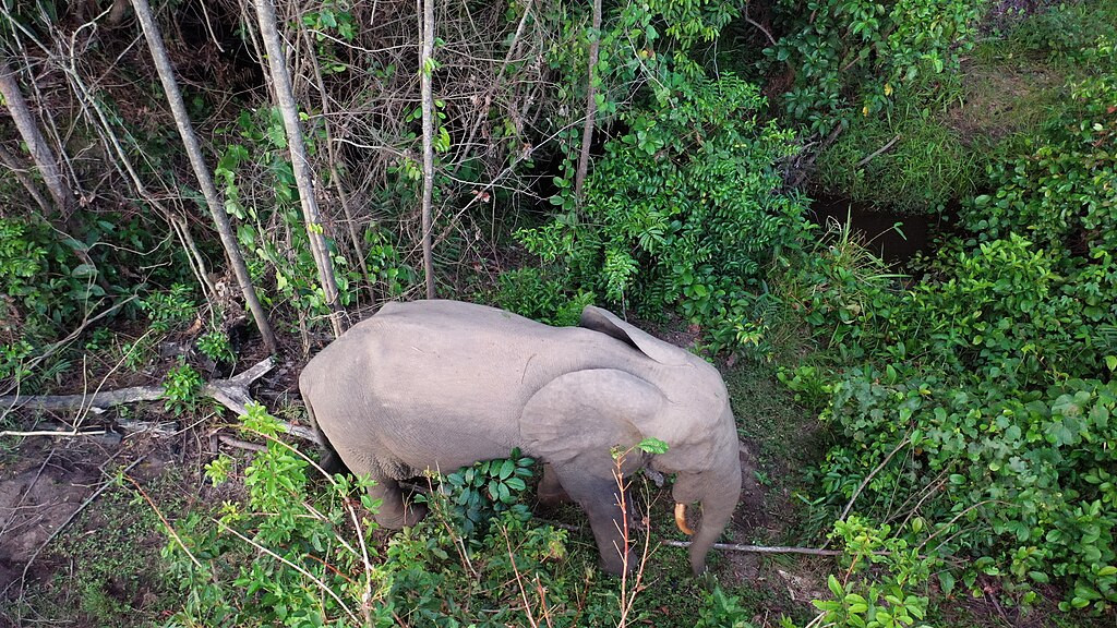 Cũng như nạn săn trộm voi, mất môi trường sống và thay đổi mục đích sử dụng đất cho nông nghiệp và các mục đích sử dụng đất khác đã dẫn đến môi trường sống bị chia cắt và xung đột giữa người và voi ngày càng gia tăng dẫn đến thiệt hại cho cả hai bên.