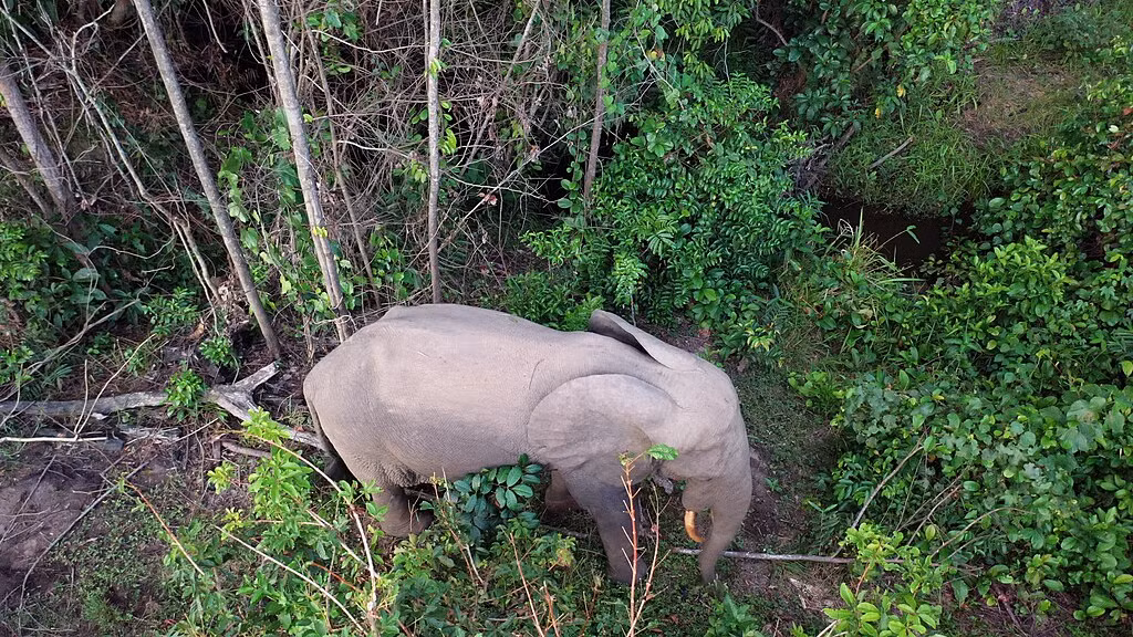 Cũng như nạn săn trộm voi, mất môi trường sống và thay đổi mục đích sử dụng đất cho nông nghiệp và các mục đích sử dụng đất khác đã dẫn đến môi trường sống bị chia cắt và xung đột giữa người và voi ngày càng gia tăng dẫn đến thiệt hại cho cả hai bên.