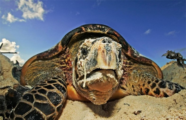 Trong 30 năm qua, quần thể rùa đồi mồi trên toàn thế giới đã giảm ít nhất 80% do hậu quả của việc môi trường làm tổ bị suy thoái, rạn san hô bị phá hủy cũng như nạn buôn bán bất hợp pháp vỏ và sản phẩm đồi mồi.