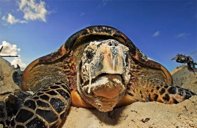 Trong 30 năm qua, quần thể rùa đồi mồi trên toàn thế giới đã giảm ít nhất 80% do hậu quả của việc môi trường làm tổ bị suy thoái, rạn san hô bị phá hủy cũng như nạn buôn bán bất hợp pháp vỏ và sản phẩm đồi mồi.