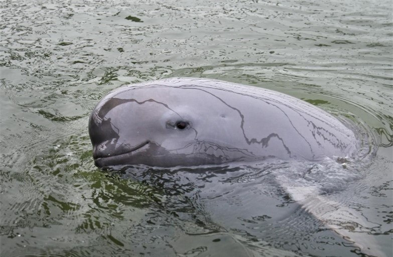 Ngày xưa, cá heo sông Dương Tử từng sống cùng với những loài cá heo không vây, nhưng trong suốt 2 thập kỷ không hề bắt gặp loại cá này trong tự nhiên. Đáng buồn thay, đây có thể là một lời nhắc nhở rõ ràng khác về những gì sắp xảy ra đối với nhiều loài có nguy cơ tuyệt chủng, bao gồm cả cá heo không vây Dương Tử.