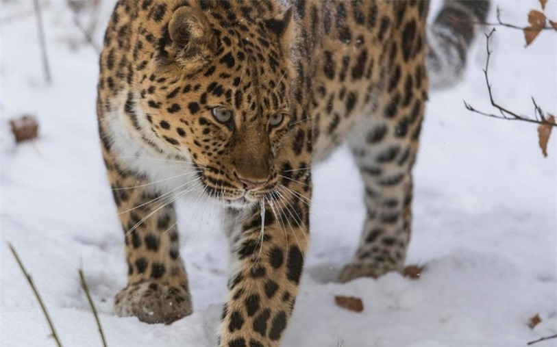 Những con báo Amur còn lại phải đối mặt với nhiều mối đe dọa bao gồm mất và phân mảnh môi trường sống, khan hiếm con mồi. Tuy nhiên, vẫn còn hy vọng sinh tồn cho loài mèo lớn quý hiếm này.