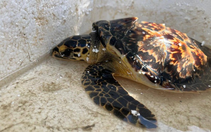  Số lượng của chúng được cho là có từ 20.000 đến 23.000 con rùa làm tổ, mặc dù rất khó để đánh giá số lượng thực sự của chúng vì rùa biển là loài lang thang trên đại dương.