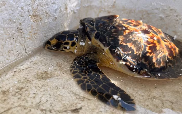  Số lượng của chúng được cho là có từ 20.000 đến 23.000 con rùa làm tổ, mặc dù rất khó để đánh giá số lượng thực sự của chúng vì rùa biển là loài lang thang trên đại dương.