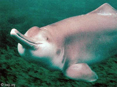 Để bảo vệ loài này, Trung Quốc đã nâng cấp cá heo không vây lên thành 'loài được bảo vệ cấp một' vào năm 2021 - mức bảo vệ cao nhất hiện có ở nước này. Năm 2018, số lượng của chúng vẫn còn khoảng 1.000 cá thể và ổn định trong tự nhiên.