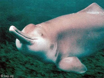 Để bảo vệ loài này, Trung Quốc đã nâng cấp cá heo không vây lên thành 'loài được bảo vệ cấp một' vào năm 2021 - mức bảo vệ cao nhất hiện có ở nước này. Năm 2018, số lượng của chúng vẫn còn khoảng 1.000 cá thể và ổn định trong tự nhiên.