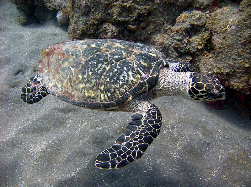  10. RÙA ĐỒI MỒI: Rùa Hawksbill hay còn gọi là rùa đồi mồi là một trong bảy loài rùa biển và được tìm thấy ở vùng biển nhiệt đới và cận nhiệt đới gần bờ của Đại Tây Dương, Ấn Độ Dương và Thái Bình Dương. 