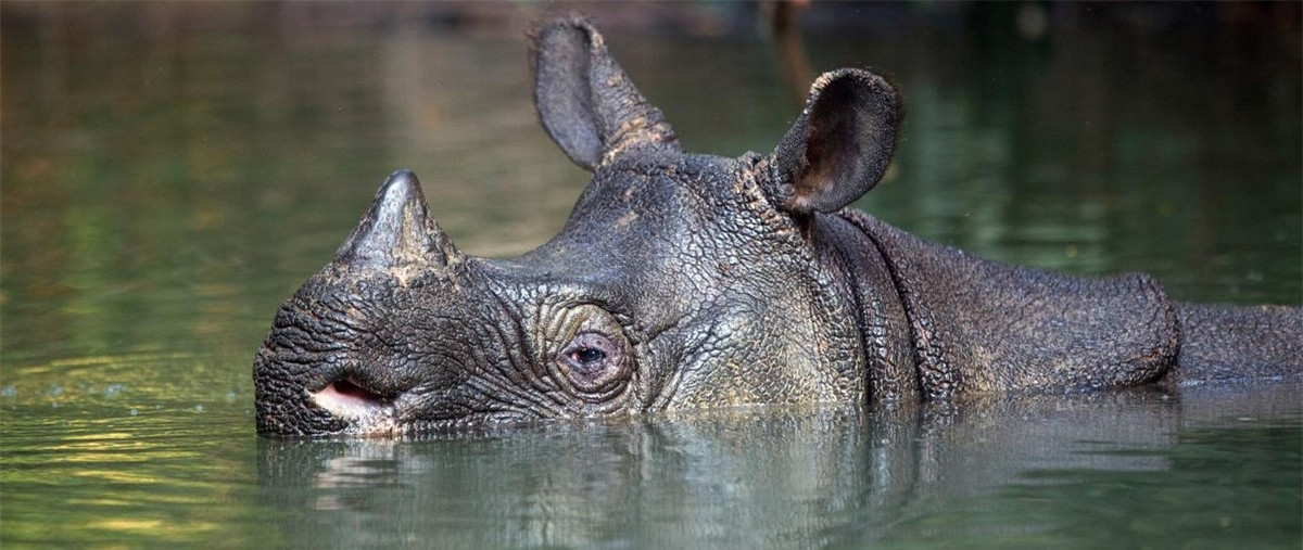 Loại tê giác này cũng từng xuất hiện ở Việt Nam nhưng đáng buồn là vào ngày 25/10/2022, Quỹ quốc tế bảo vệ Thiên nhiên (WWF) và Quỹ Bảo tồn Tê giác Quốc tế (IRF) đã công bố việc Tê giác Java một sừng (Rhinoceros sondaius annamiticus) đã tuyệt chủng tại Việt Nam ( theo Báo Điện tử Chính phủ).