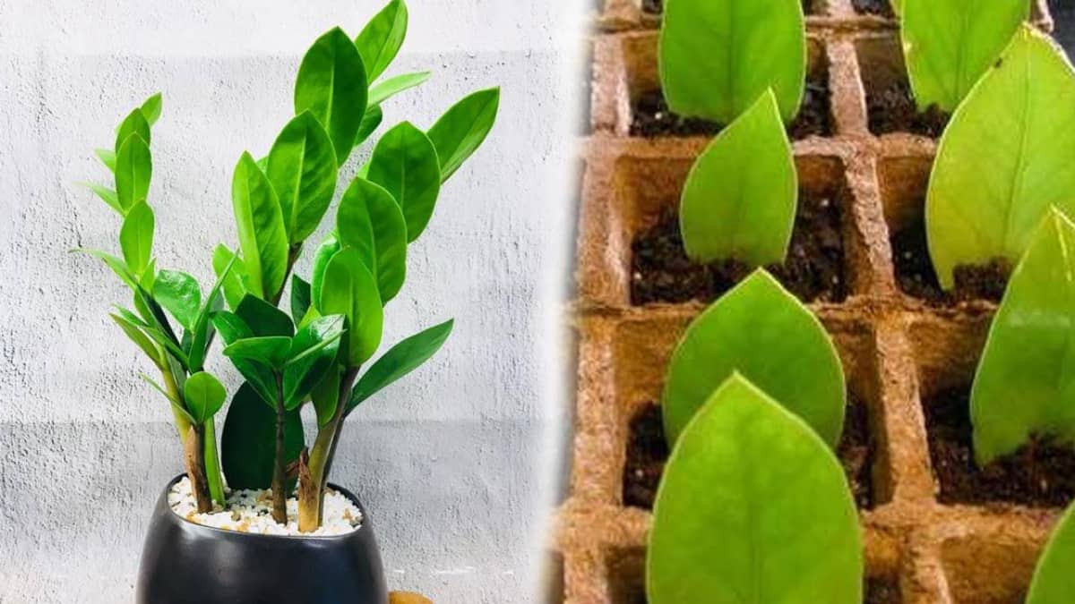 1. Cây kim tiền. Ý nghĩa phong thủy: Thu hút tài lộc và làm ăn phát đạt. Đúng như tên gọi, người ta sẽ đặt một chậu cây kim tiền ở nhà, cửa hàng, công ty khi khai trương kinh doanh hoặc chuyển đến nhà mới, mang ý nghĩa làm ăn phát đạt, tài chính dồi dào.