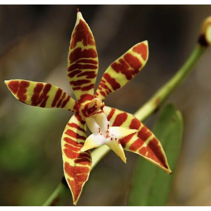 2. Lan hổ bì. Ý nghĩa phong thủy: Thúc đẩy sự giàu có. Hoa lan hổ bì thuộc thân gỗ, quanh năm xanh tốt, tràn đầy sức sống nên thích hợp đặt ở phòng khách, ban công, văn phòng hoặc nơi thịnh vượng để tăng thêm tài lộc cho ngôi nhà, phát sinh tài lộc và thu hút sự giàu có.