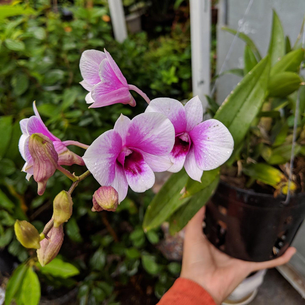 6. Cây lan hoàng thảo. Ý nghĩa phong thủy: Hạnh phúc, phúc lành, cát tường. Những năm gần đây, số lượng lan hoàng thảo trồng chậu trên thị trường hoa ngày càng tăng. Đây là loại hoa trồng chậu cao cấp và rất được ưa chuộng.