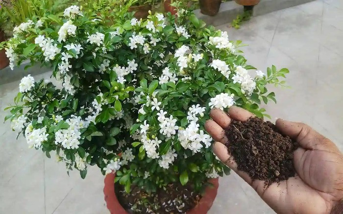 3. Cây nguyệt quế. Ý nghĩa phong thủy: Mang lại may mắn, thành công trong công danh, sự nghiệp và gặt hái được nhiều tài lộc cho gia chủ. Theo truyền thuyết, giữa vầng trăng có một cây quế.