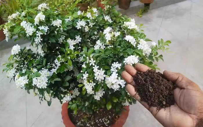 3. Cây nguyệt quế. Ý nghĩa phong thủy: Mang lại may mắn, thành công trong công danh, sự nghiệp và gặt hái được nhiều tài lộc cho gia chủ. Theo truyền thuyết, giữa vầng trăng có một cây quế.