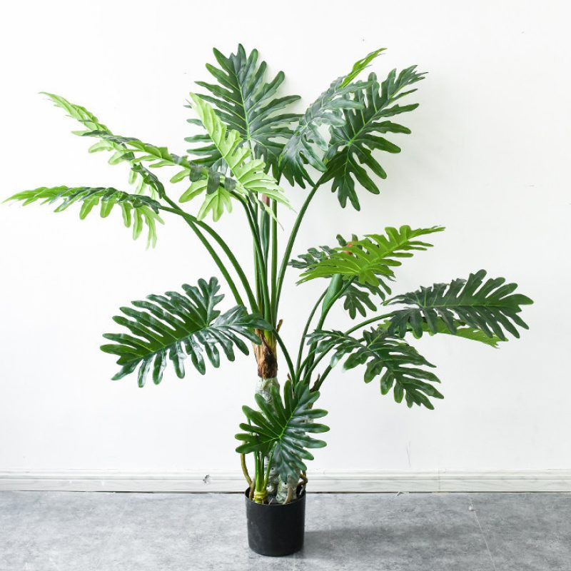 5. Cây bàn tay. Ý nghĩa phong thủy: Tránh tai họa và cầu may mắn. Bởi vì bàn tay của Đức Phật có hình dáng độc đáo nên khá đáng được đánh giá cao; và tên của nó cũng ám chỉ “bàn tay của Đức Phật”, và việc trưng bày có thể tránh được tai họa và cầu may mắn.