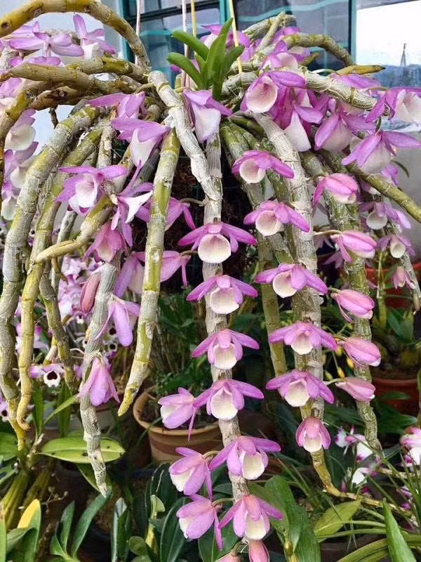 Lan hoàng thảo thích hợp để trồng riêng trong chậu hoặc trộn với rêu, rễ dương xỉ, khối vỏ cây, than củi, đá và các chất nền khác. Cây có hoa có thể trang trí bậu cửa sổ, phòng khách, phòng học, phòng ngủ...