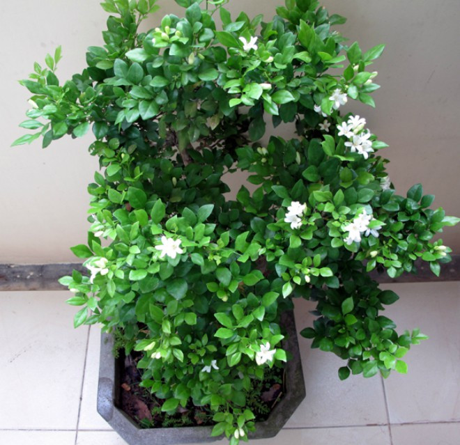 Nhánh quế có thể dùng làm thuốc, có tác dụng xua đuổi tà khí và điều hòa. Nếu trồng trước cửa nhà thì gia đình sẽ có khí thế phú quý, danh giá, đời sau sẽ có con cháu quý tộc.