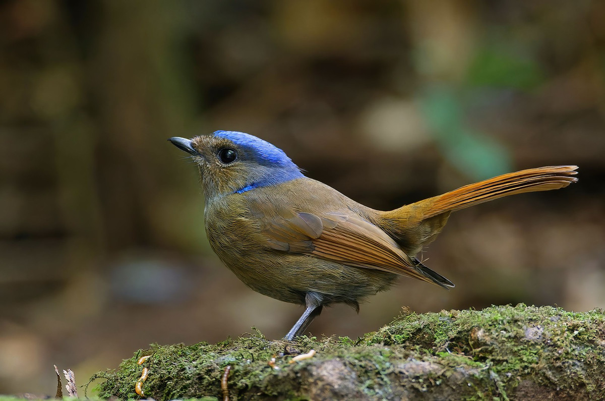 Chim họa mi cổ trắng (Monticola gularis), cá thể mái, chụp ở Đà Lạt. Ảnh: Ana Silva / Flickr.