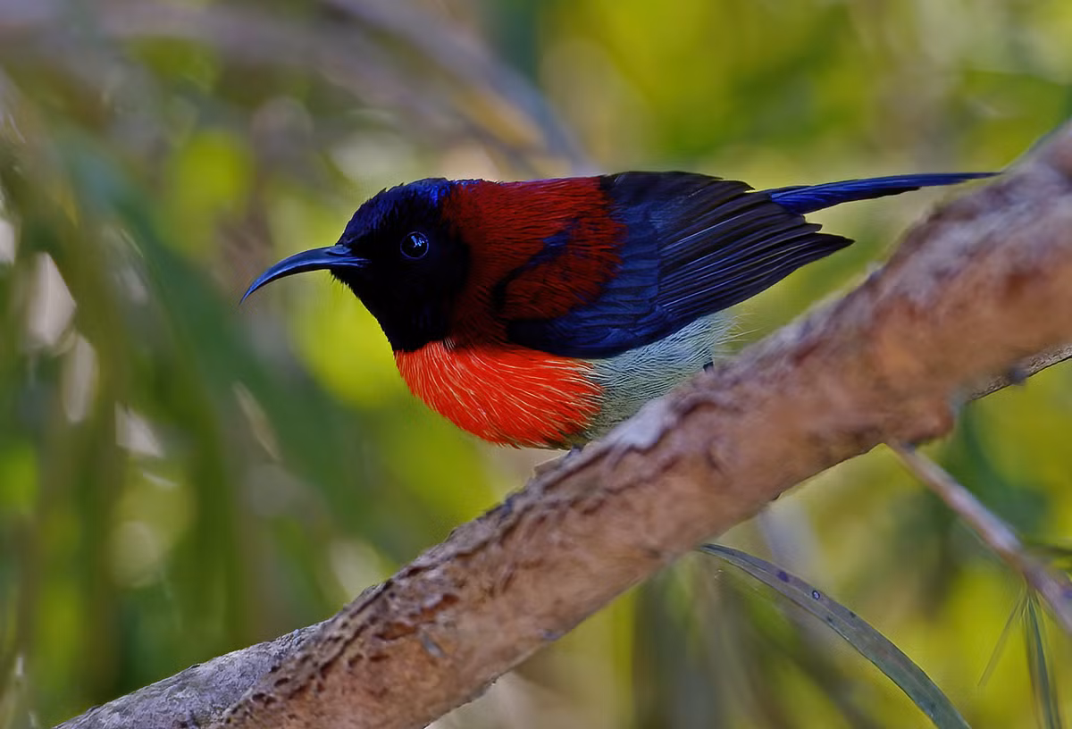 Chim hút mật Langbiang (Aethopyga saturata johnsi), chụp ở thác Datanla, Đà Lạt. Ảnh: Ana Silva / Flickr.