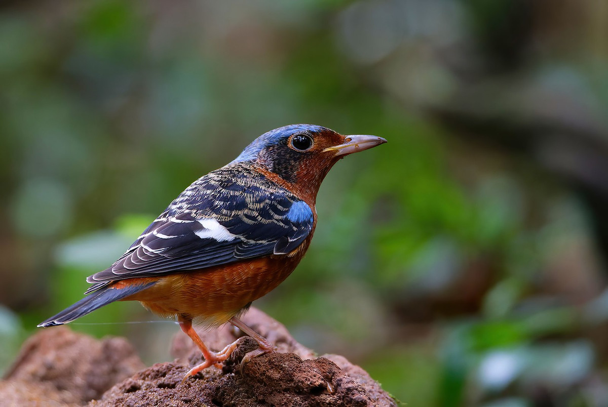 Chim hoét đá họng trắng (Monticola gularis), chụp ở Vườn quốc gia Cát Tiên. Ảnh: Ana Silva / Flickr.