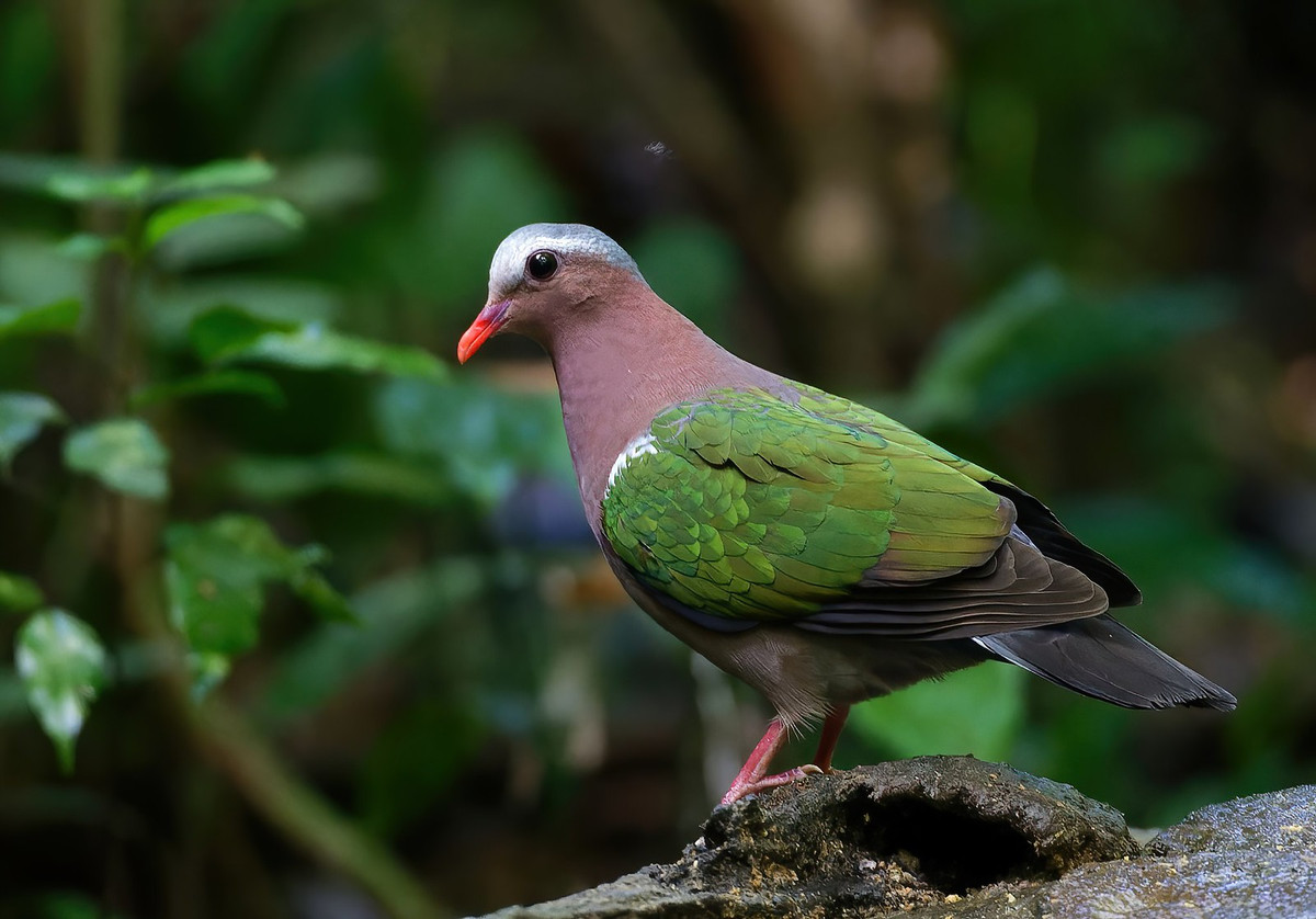 Chim cu luồng (Chalcophaps indica), chụp ở Vườn quốc gia Cát Tiên. Ảnh: Ana Silva / Flickr.