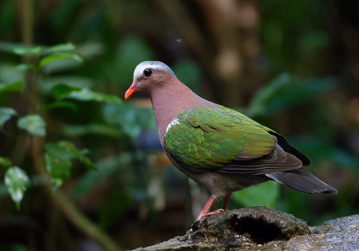 Chim cu luồng (Chalcophaps indica), chụp ở Vườn quốc gia Cát Tiên. Ảnh: Ana Silva / Flickr.