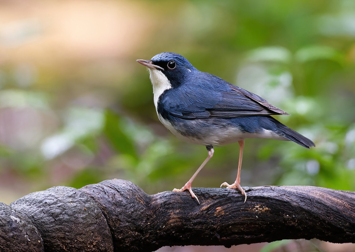 Chim oanh lưng xanh (Larvivora cyane), chụp ở Vườn quốc gia Cát Tiên. Ảnh: Ana Silva / Flickr.