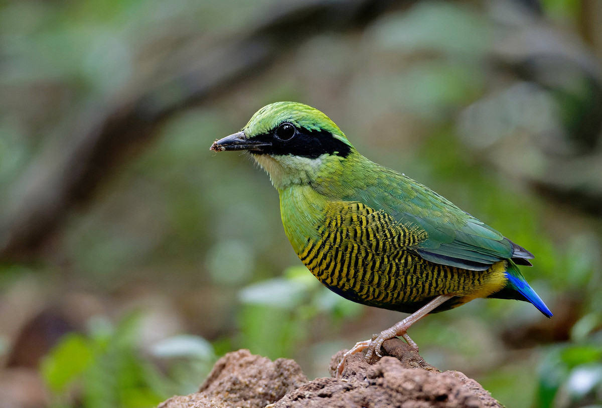 Chim đuôi cụt bụng vằn (Hydrornis elliotii), chụp ở Vườn quốc gia Cát Tiên. Ảnh: Ana Silva / Flickr.