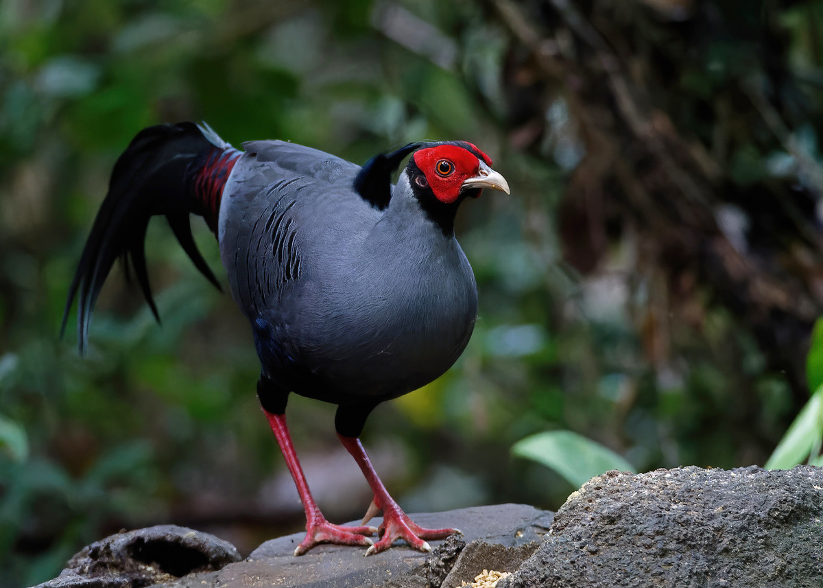 Gà lôi hồng tía (Lophura diardi), cá thể trống, chụp ở Vườn quốc gia Cát Tiên. Ảnh: Ana Silva / Flickr.