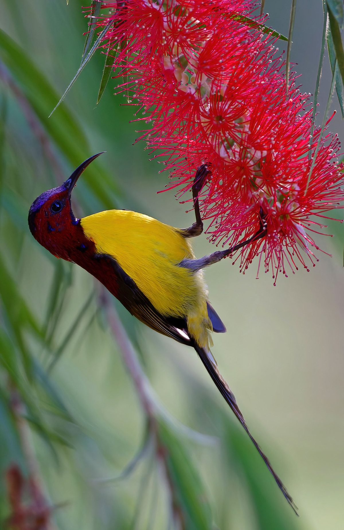 Chim hút mật bụng vàng (Aethopyga gouldiae), chụp ở Đà Lạt. Ảnh: Ana Silva / Flickr.