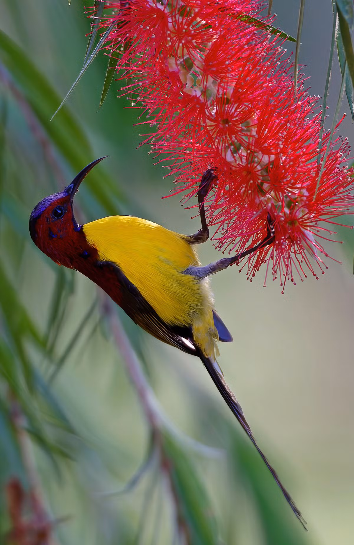 Chim hút mật bụng vàng (Aethopyga gouldiae), chụp ở Đà Lạt. Ảnh: Ana Silva / Flickr.
