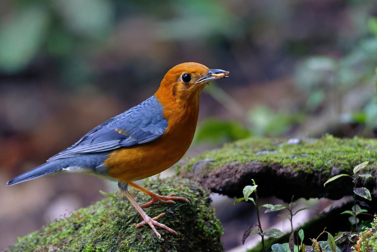 Chim sáo đất đầu cam (Geokichla citrina), chụp ở Di Linh, Lâm Đồng. Ảnh: Ana Silva / Flickr.