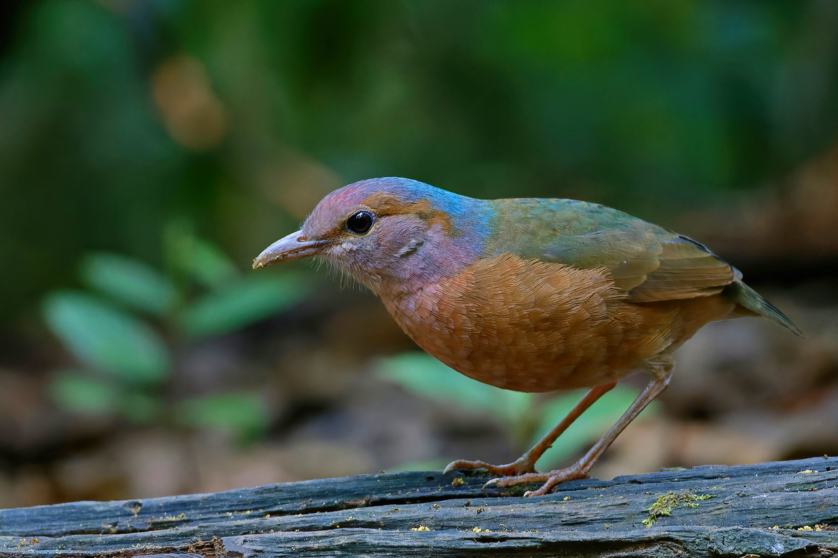 Chim đuôi cụt đầu xám (Hydrornis soror), chụp ở Di Linh, Lâm Đồng. Ảnh: Ana Silva / Flickr.