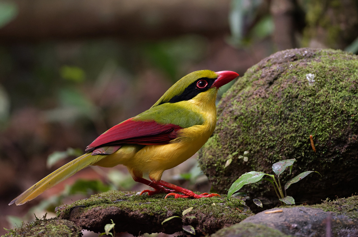 Chim giẻ cùi bụng vàng (Cissa hypoleuca), chụp ở Di Linh, Lâm Đồng. Ảnh: Ana Silva / Flickr.
