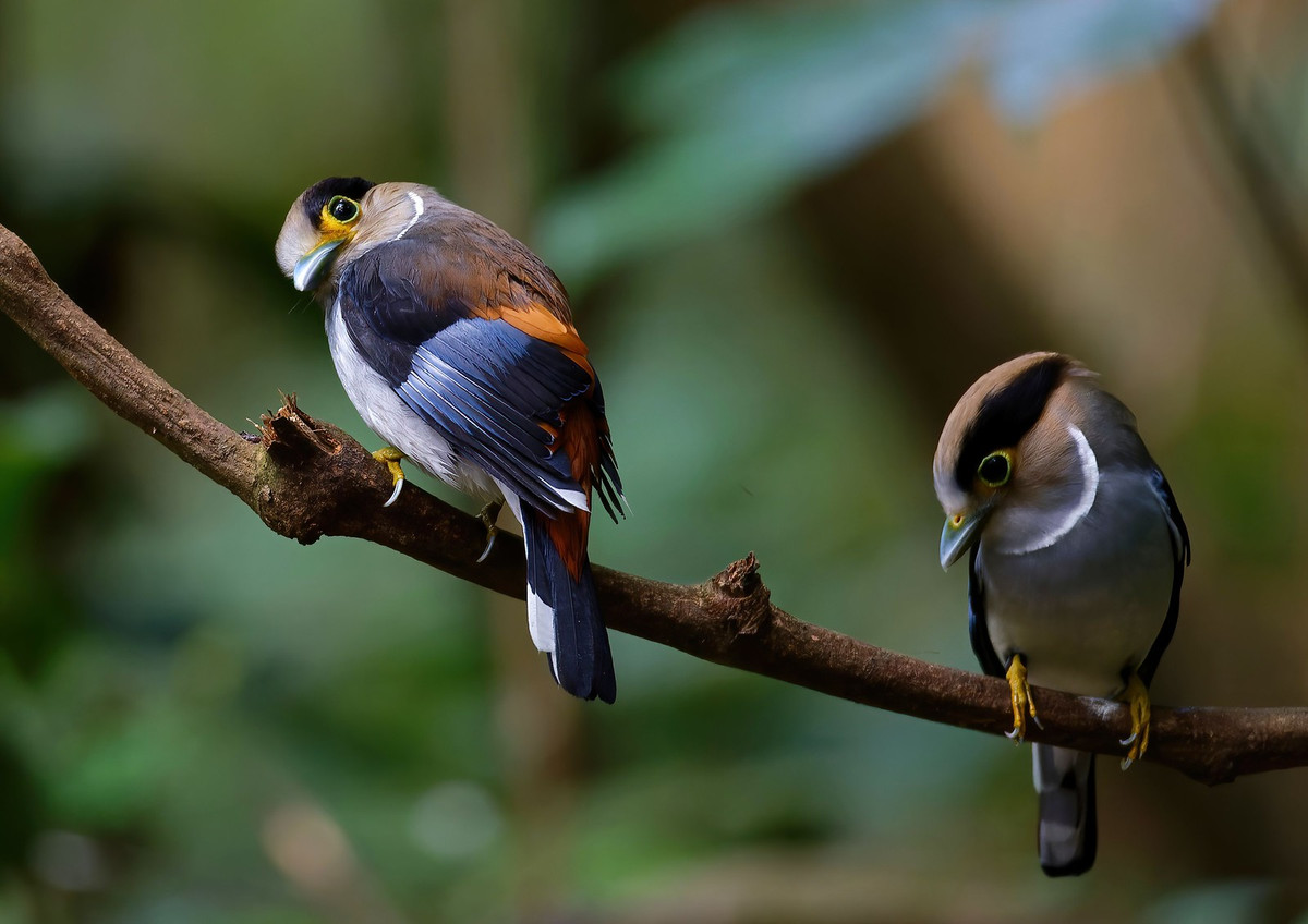 Chim mỏ rộng ngực bạc (Serilophus lunatus), chụp ở Di Linh, Lâm Đồng. Ảnh: Ana Silva / Flickr.