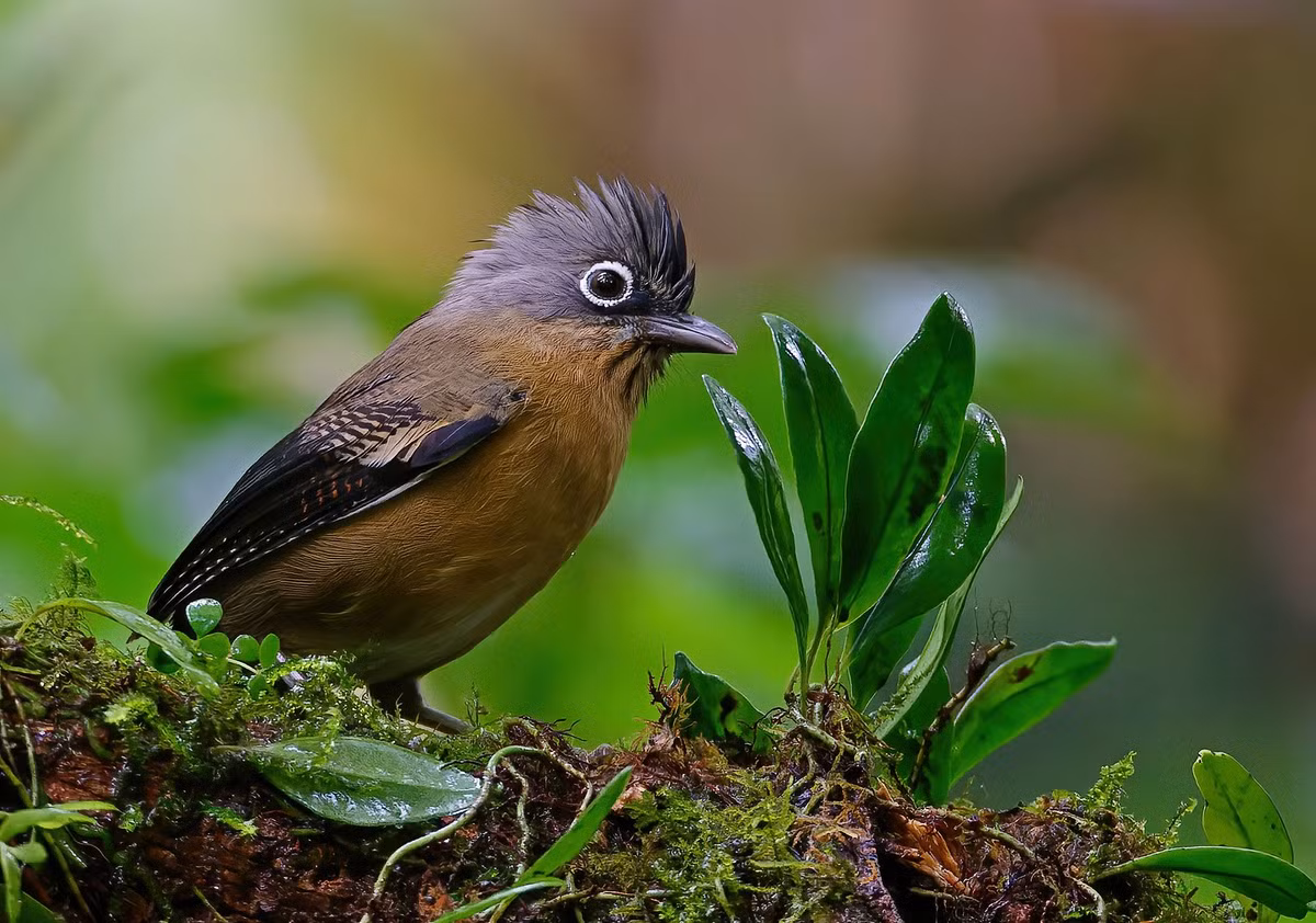  Chim khướu vằn đầu đen (Actinodura sodangorum), chụp ở vùng núi Ngọc Linh, Tây Nguyên. Ảnh: Ana Silva / Flickr.